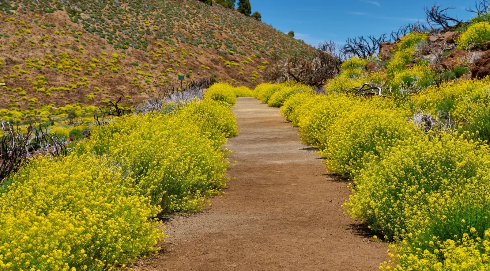 A dirt path lined with dense yellow flowering shrubs on a hillside in Teide National Park